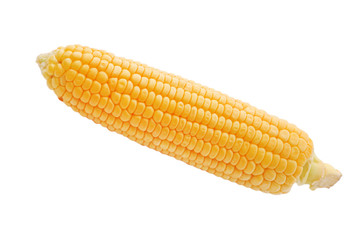 Sweet ripe Corn on a white isolated background