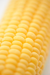 Sweet ripe Corn on a white isolated background