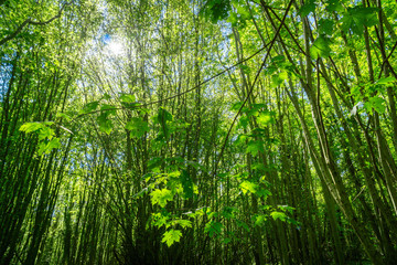 Fototapeta na wymiar Green trees with blue sky in the summer