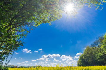 summer time with blue sky yellow fields and green trees