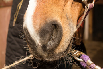 Naklejka premium Nose brown horse with white markings is tied at intersections