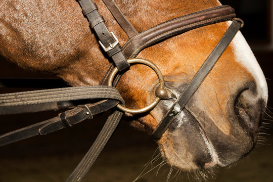 รูปภาพReins – เลือกดูภาพถ่ายสต็อก เวกเตอร์ และวิดีโอ26,717 | Adobe Stock