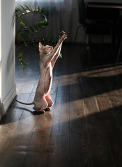 portrait of  playing sphinx cat on wooden floor background and sunny light