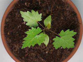 Young grape vine seedling in a plant pot, top down overhead view