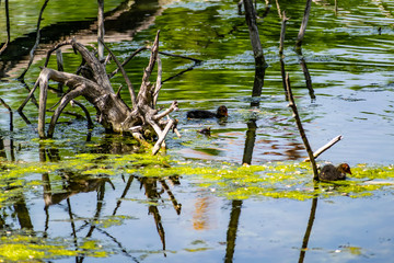 Ducks and small chickens swim in the pond. Warm fresh pond, house for water animals and birds. Very beautiful green trees, deciduous, different shades of green. Rich and vibrant landscape
