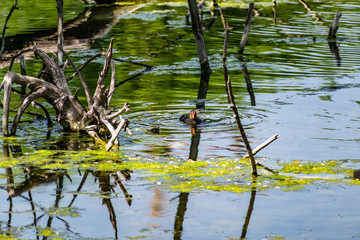 Ducks and small chickens swim in the pond. Warm fresh pond, house for water animals and birds. Very beautiful green trees, deciduous, different shades of green. Rich and vibrant landscape