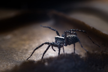 A small tiny spider lurked in ambush on a dark background. Selective focus