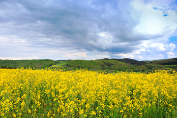 Yellow rape field under the blue clouds sky with sunlight.
