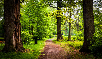 Fototapeta premium Footpath through the forest in spring, rain cloudy day
