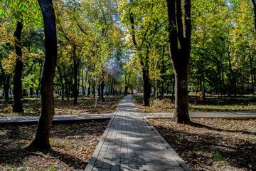 path in park in autumn