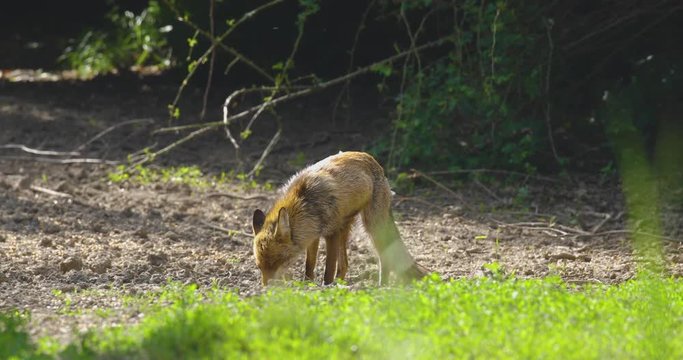 Strong red fox male (vulpes vulpes) eathing corn grain in the forest.