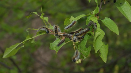 насекомые вредители