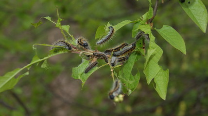 насекомые вредители