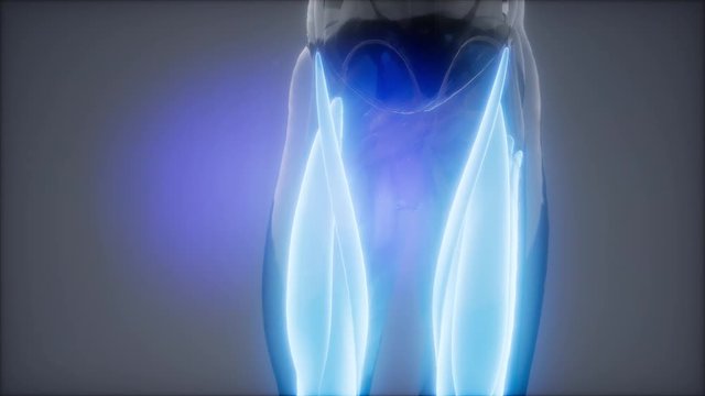 thigh muscles - Visible muscle anatomy map