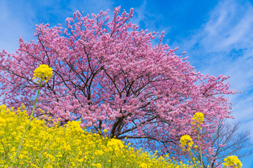 静岡県賀茂郡南伊豆町　河津桜と菜の花
