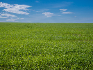 field and sky with clouds