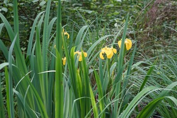 Gelbe Schwertlilien im Spreewald © Achim Wagner