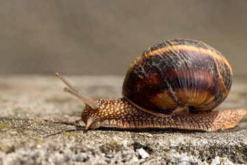 Big snail in shell crawling on road, summer day. Slug close up
