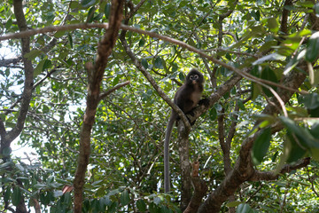 Beautiful Dusky Leaf Monkey sitting, jumping on the tree. Wildlife in Thailand