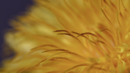 Spring backgrounds. Blooming dandelion.