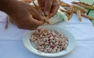 Fresh Pinto Beans Are Peeled From The Baggello And Are Collected In A Dish