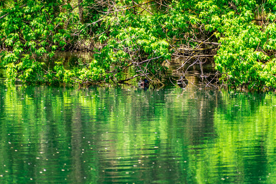 In the pond is a large and beautiful black Swan with a red beak and a long neck.  Warm fresh pond, house for water animals and birds. Very beautiful green trees, deciduous, different shades of green.