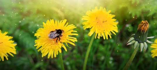 Macro shot on dandelion flower and big bumblebee.