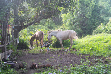 Two beautiful horses eating, playing, walking at small field in Thailand