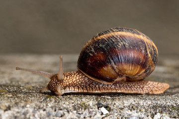 Big snail in shell crawling on road, summer day. Slug close up