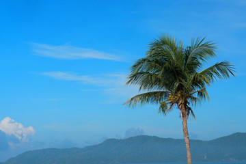 Fototapeta na wymiar Tall palm tree over beautiful blue sky and mountains background