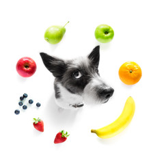 hungry dog with vegan healthy fruit