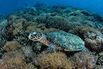 Naklejka na ściany i meble A Hawksbill sea turtle, Eretmochelys imbricata, searches for food on a coral reef in Komodo National Park, Indonesia. This is a critically endangered species often hunted for its meat.