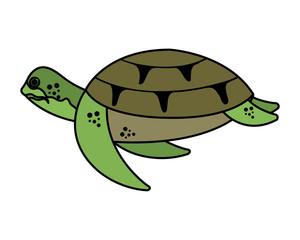 turtle animal nature icon vector illustration
