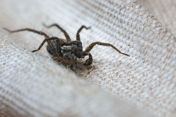 Flat red-gray spider macro on a mottled gray wood  background.