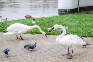 Łabędzie nieme (Cygnus olor) w otoczeniu innych ptaków (gołębi i kaczek) © Micha