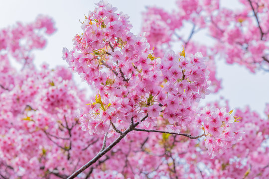 河津桜 静岡県賀茂郡南伊豆町 みなみの桜と菜の花まつり © あんみつ姫