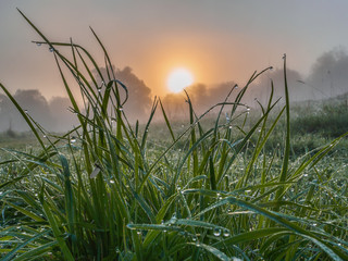 Dew drops on the grass and on cobweb threads, sparkling like diamonds in the rays of the rising sun. Misty cool morning.