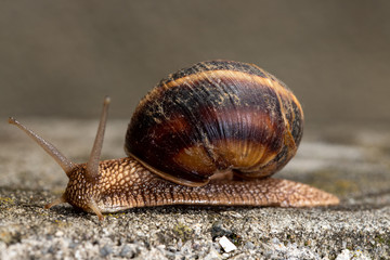 Big snail in shell crawling on road, summer day. Slug close up