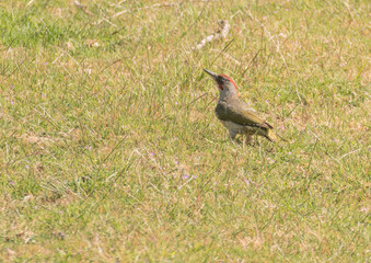 bird Iberian woodpecker picus sharpei