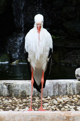 Weissstorch