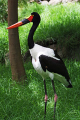 Sattelstorch