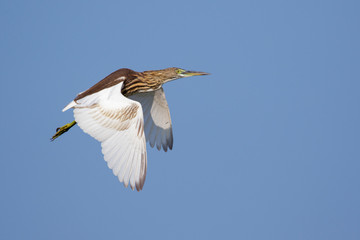 Image of a pond heron(Ardeola) flying in the sky. Wild Animals.
