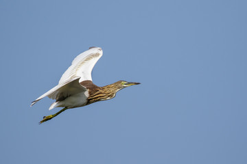 Image of a pond heron(Ardeola) flying in the sky. Wild Animals.