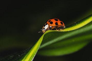 ladybug 2 macro