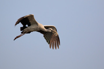 Image of an Asian openbill stork(Anastomus oscitans) flying in the sky. Bird, Wild Animals.