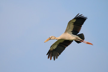 Image of an Asian openbill stork(Anastomus oscitans) flying in the sky. Bird, Wild Animals.