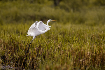 Fototapeta premium Image of Great Egret(Ardea alba) flying on the natural background. Heron, White Birds, Animal.