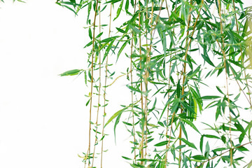 View of willow branches that develop in the wind on a white background.