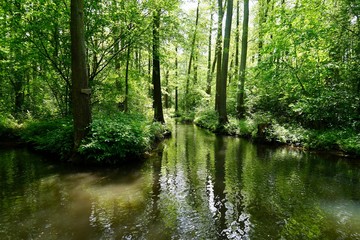 Fototapeta na wymiar Sonnige, grüne Wasserlandschaft im Spreewald