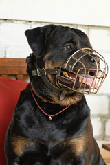 Portrait of an adult Rottweiler dog in a metal muzzle on a sunny day.